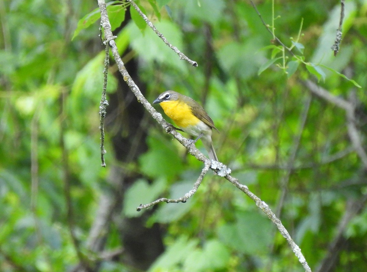 Yellow-breasted Chat - Brian Tinker