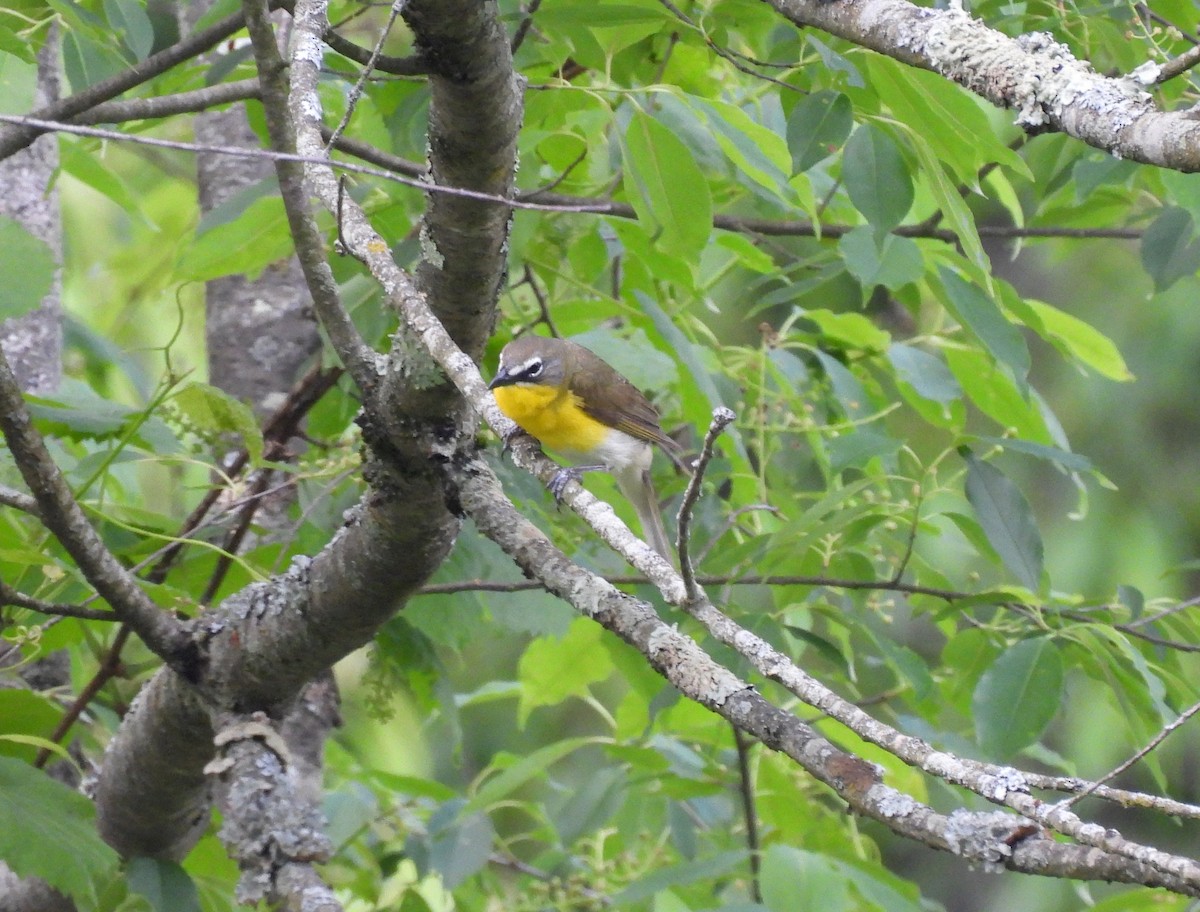 Yellow-breasted Chat - ML619400414