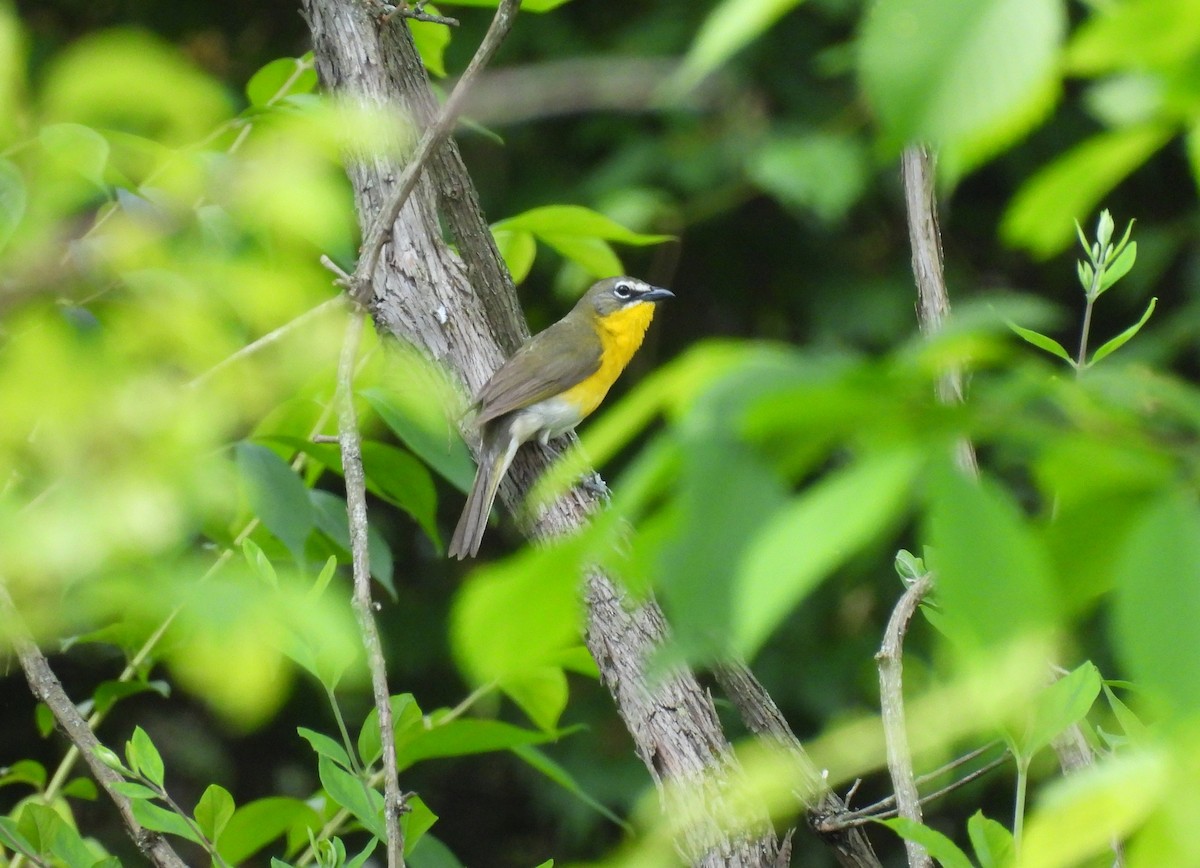 Yellow-breasted Chat - Brian Tinker