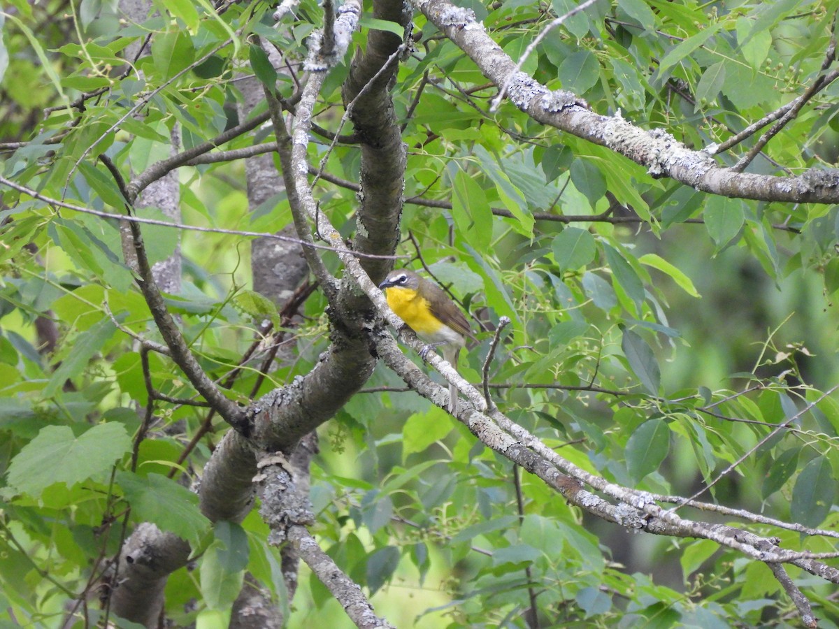 Yellow-breasted Chat - ML619400416