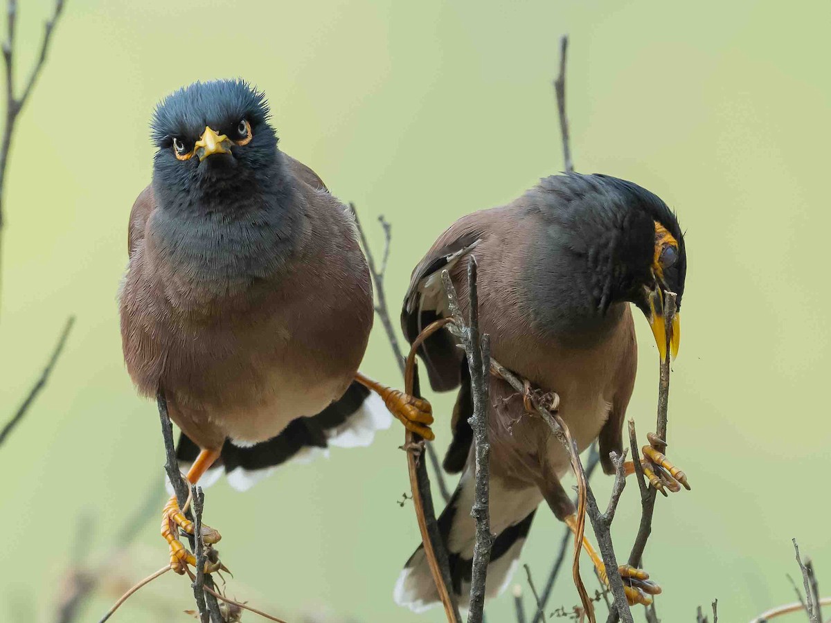 Common Myna - Jean-Louis  Carlo