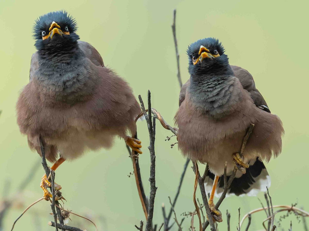 Common Myna - Jean-Louis  Carlo