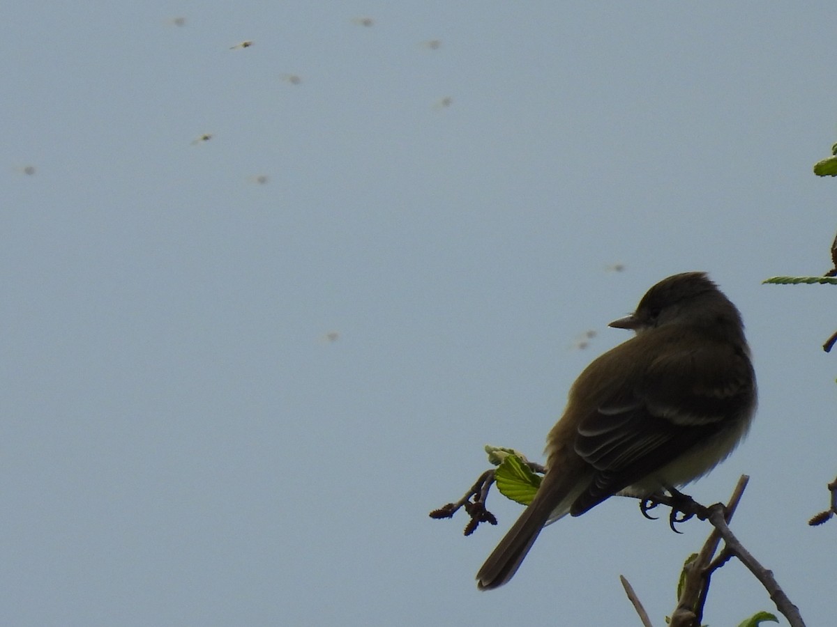 Willow Flycatcher - Denise Moreault