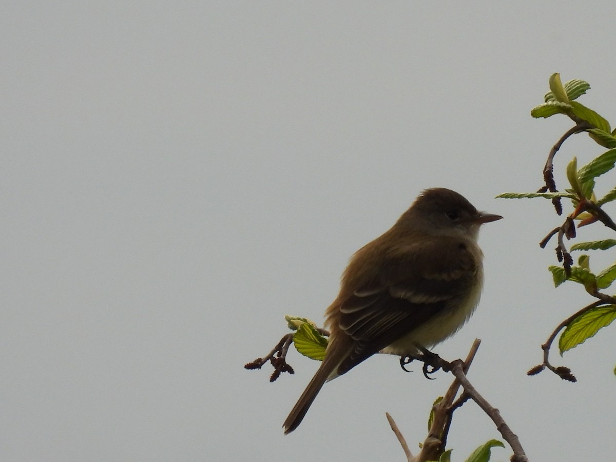 Willow Flycatcher - Denise Moreault