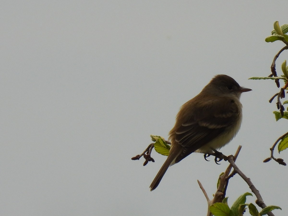 Willow Flycatcher - Denise Moreault