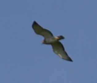 Broad-winged Hawk - Birch D