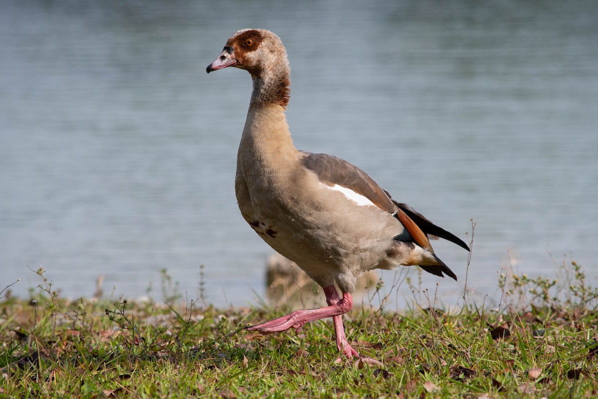 Egyptian Goose - Dean Atkin