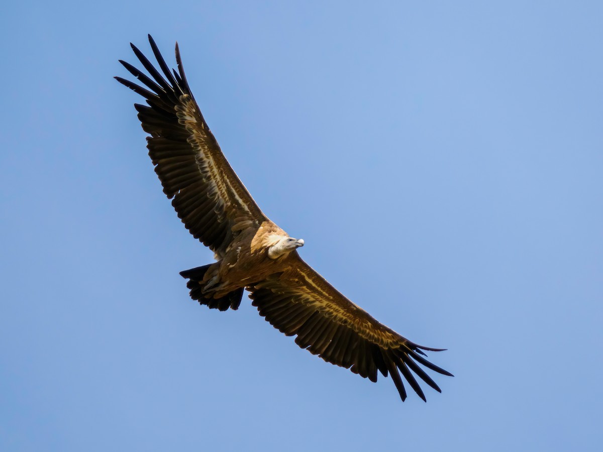 Eurasian Griffon - Manuel Fernandez-Bermejo