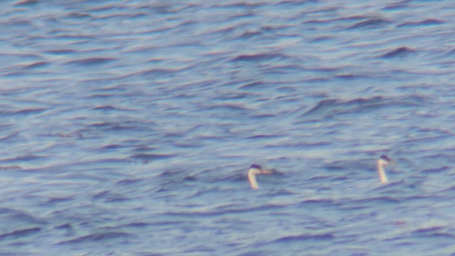 Western x Clark's Grebe (hybrid) - ML619400448