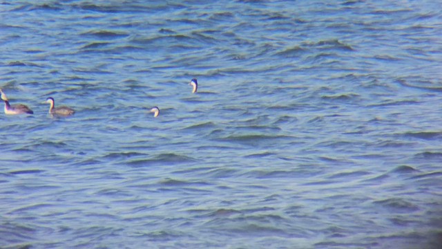 Western Grebe - ML619400449