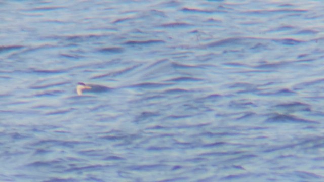 Western x Clark's Grebe (hybrid) - ML619400450