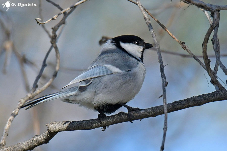 Great Tit (Turkestan) - ML619400451