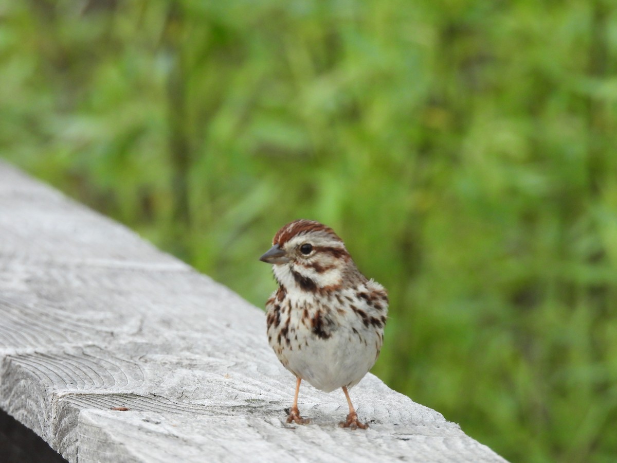 Song Sparrow - Denise Moreault