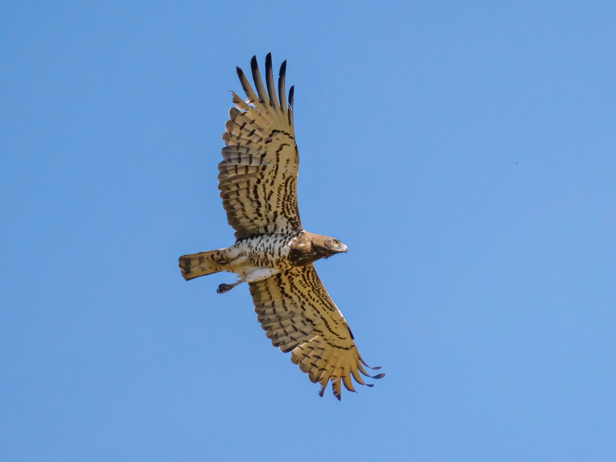 Short-toed Snake-Eagle - Manuel Fernandez-Bermejo