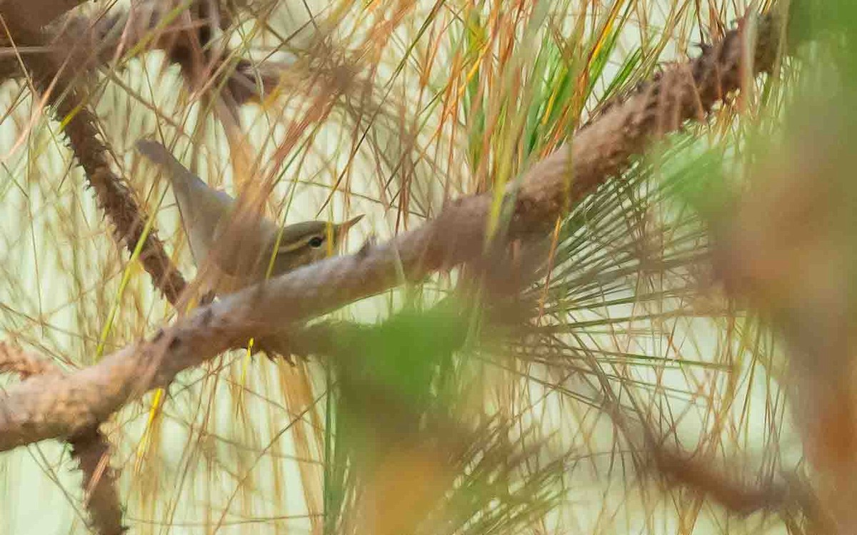 Greenish Warbler - Jean-Louis  Carlo