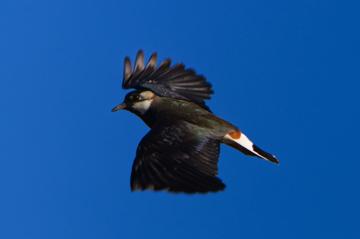 Northern Lapwing - Michael Matschiner