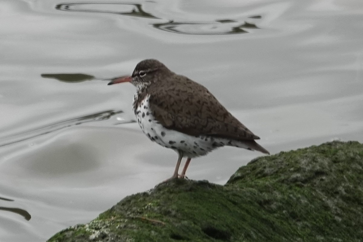 Spotted Sandpiper - Dick Plambeck