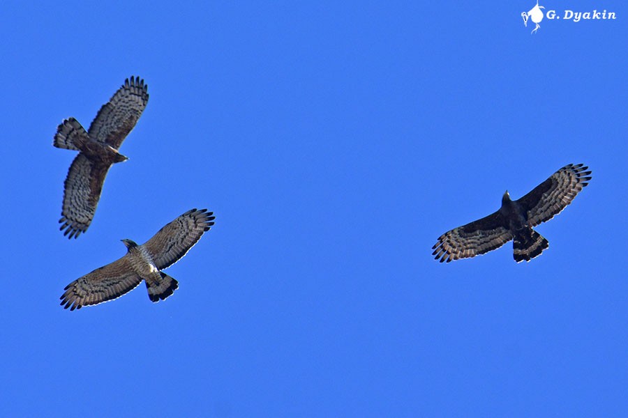 Oriental Honey-buzzard - Gennadiy Dyakin