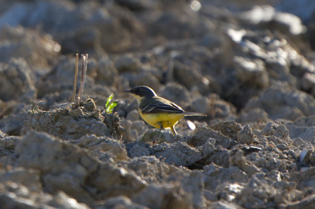 Western Yellow Wagtail - ML619400480