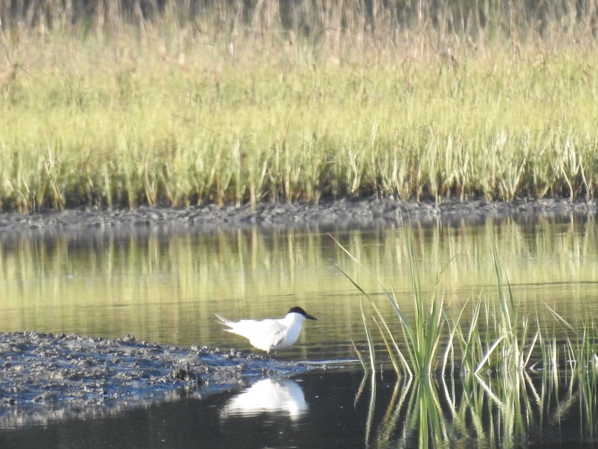 Gull-billed Tern - Laura Mae