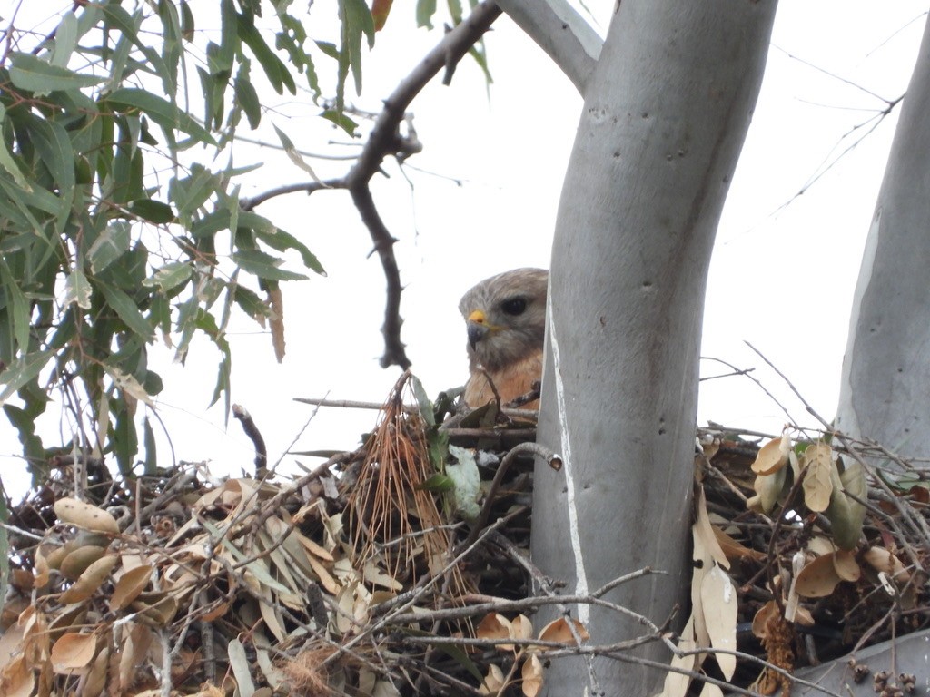 Red-shouldered Hawk - ML619400484