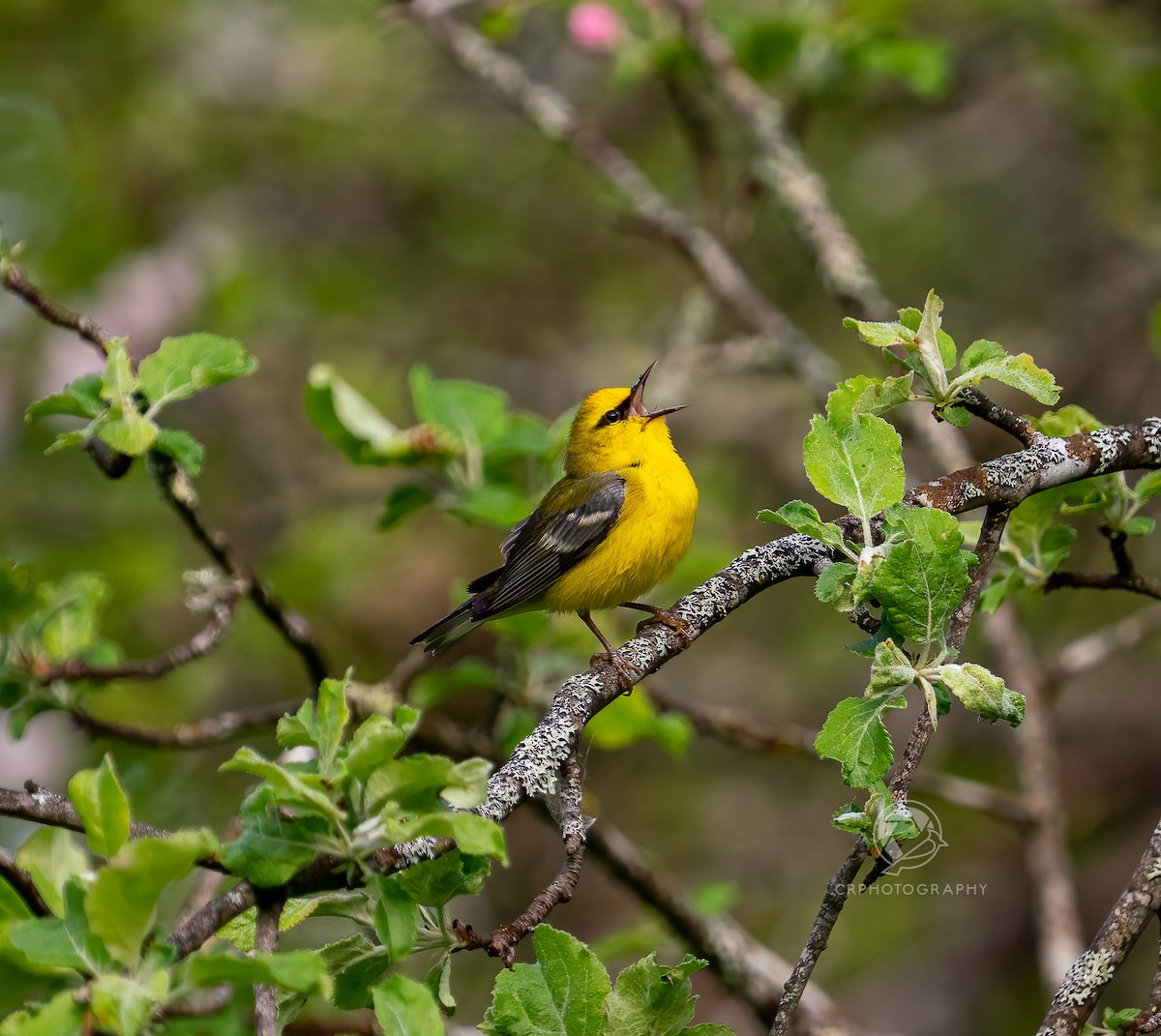 blåvingeparula - ML619400486