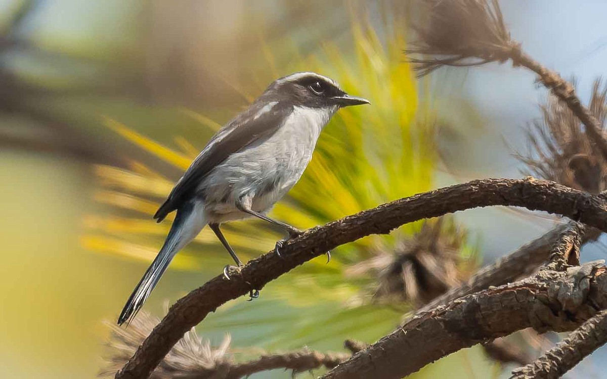 Gray Bushchat - Jean-Louis  Carlo