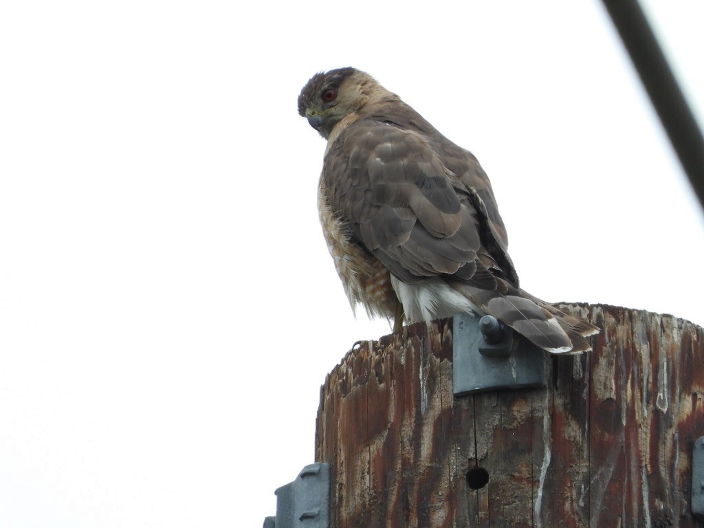 Cooper's Hawk - ML619400490