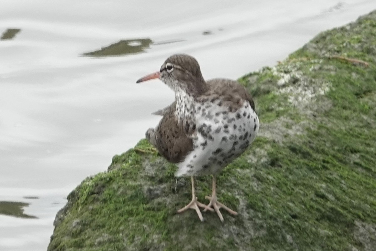 Spotted Sandpiper - Dick Plambeck