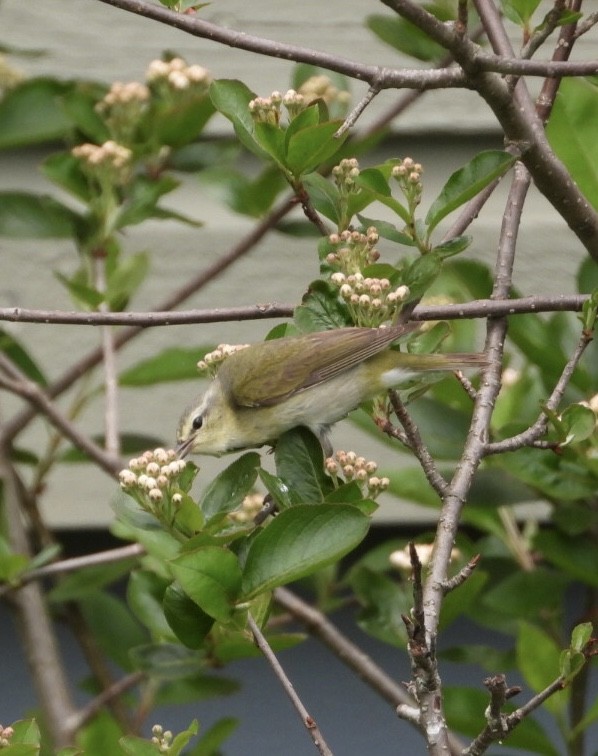 Tennessee Warbler - Manon Guglia