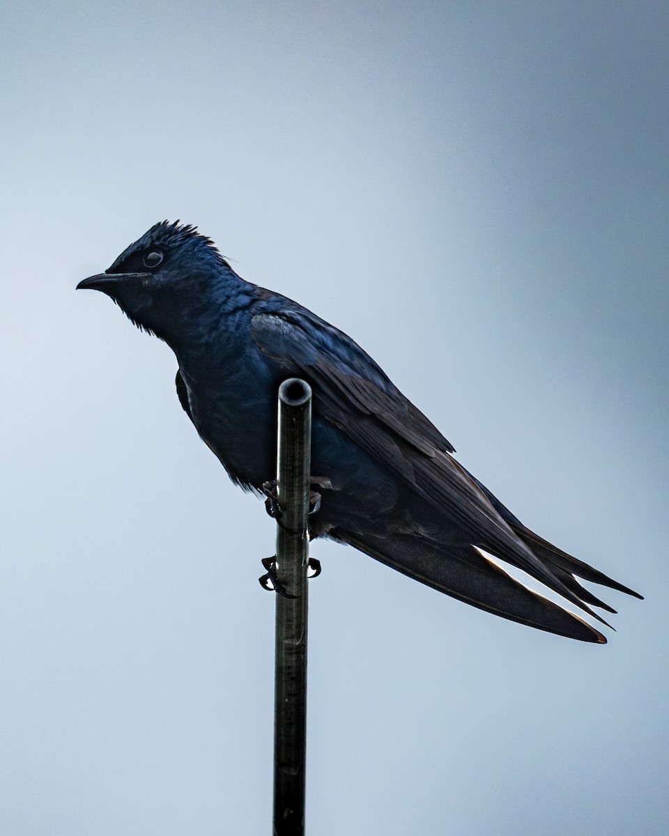 Purple Martin - Martin Mau