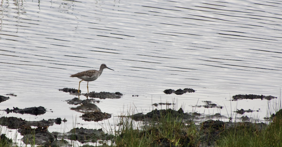 Greater Yellowlegs - ML619400501