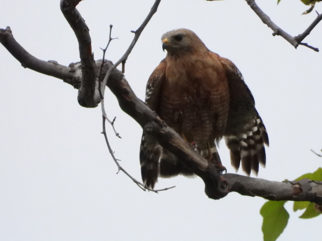 Red-shouldered Hawk - ML619400504