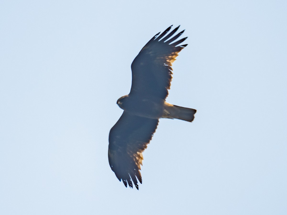 Booted Eagle - ML619400507