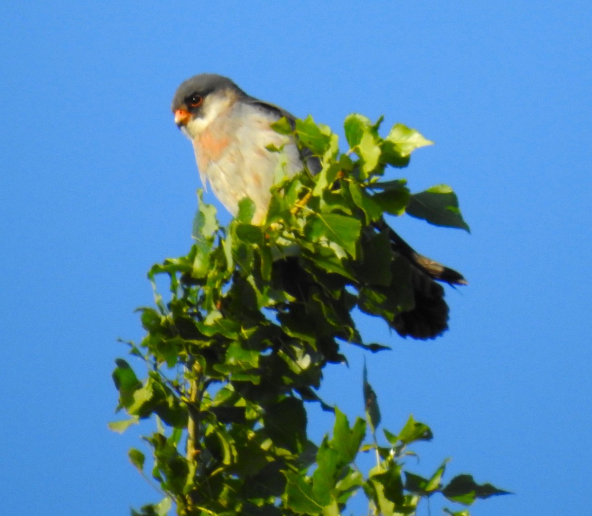 Red-footed Falcon - Richard Patient