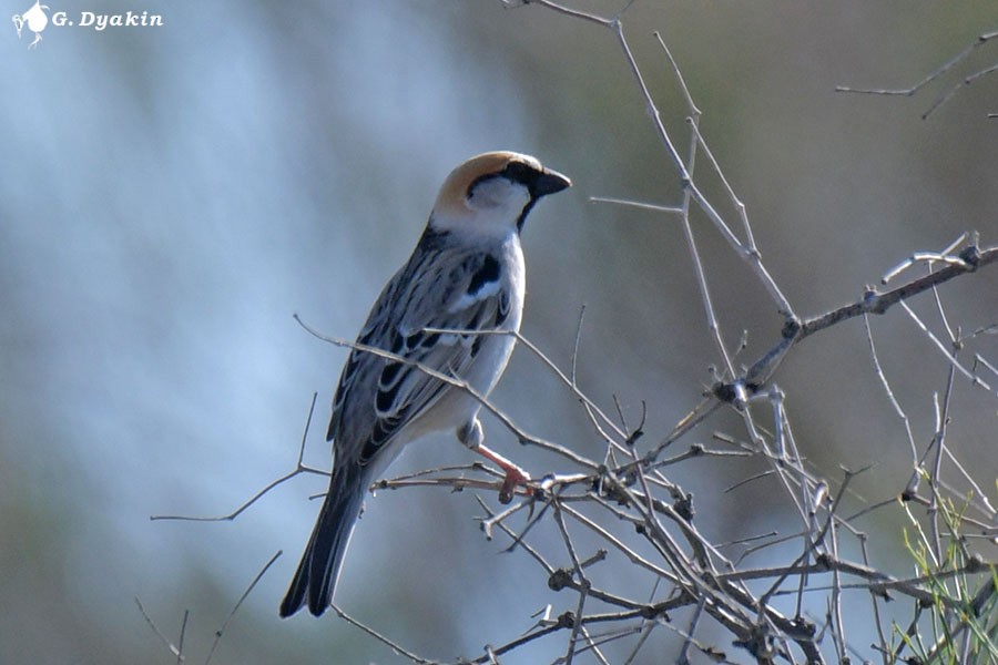 Saxaul Sparrow - Gennadiy Dyakin