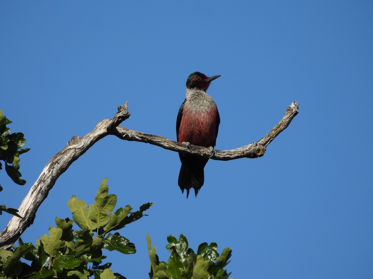 Lewis's Woodpecker - Diane Bricmont