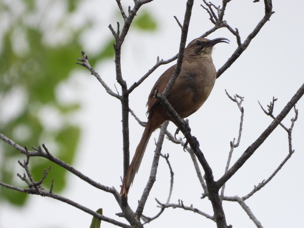 California Thrasher - Jane Schrenzel