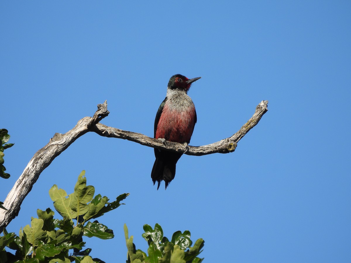 Lewis's Woodpecker - Diane Bricmont