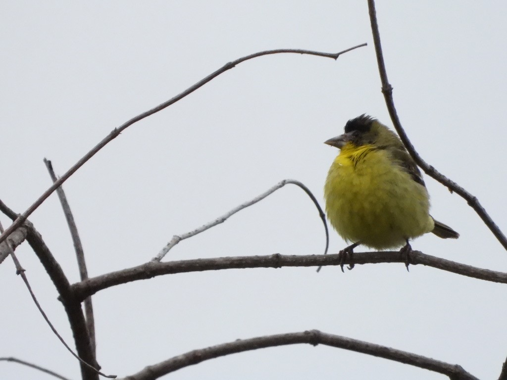 Lesser Goldfinch - ML619400524