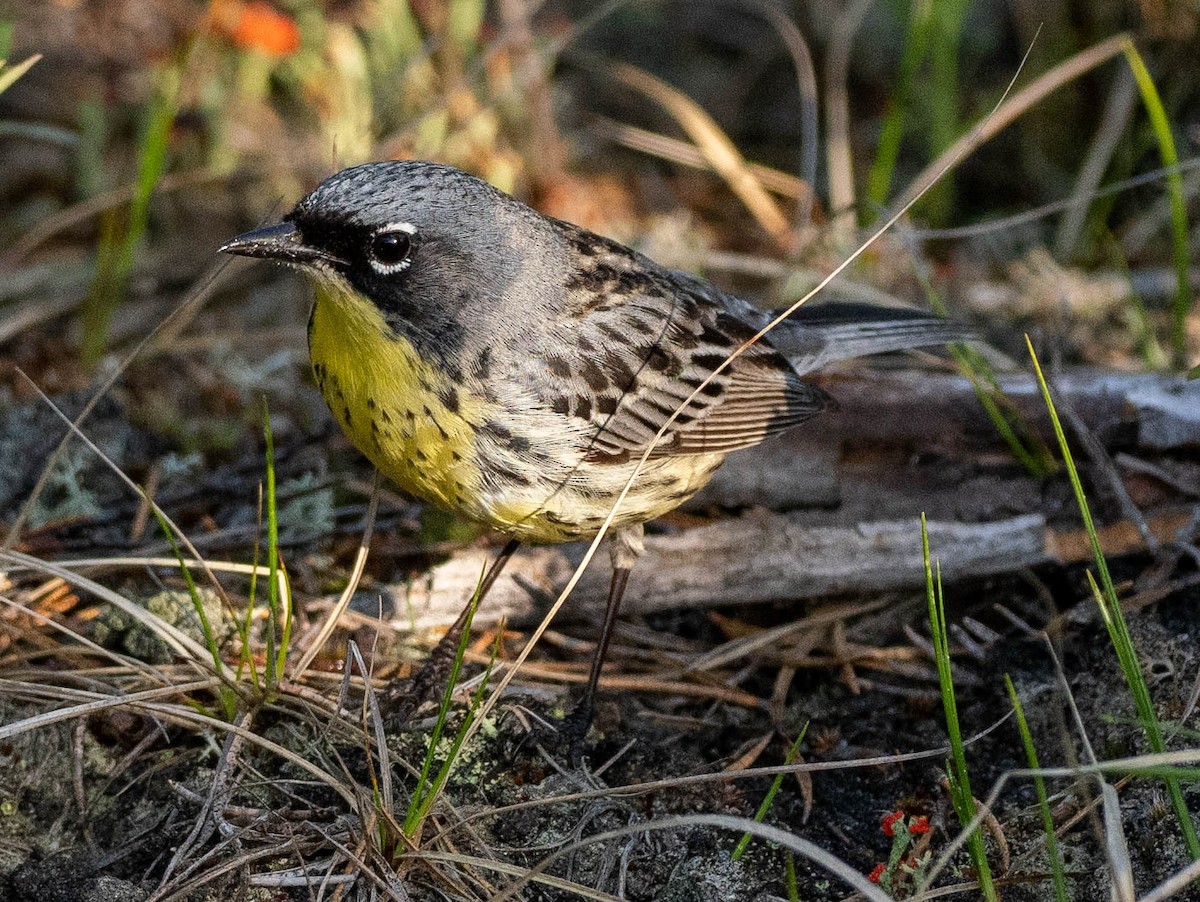 Kirtland's Warbler - Richard Thunen