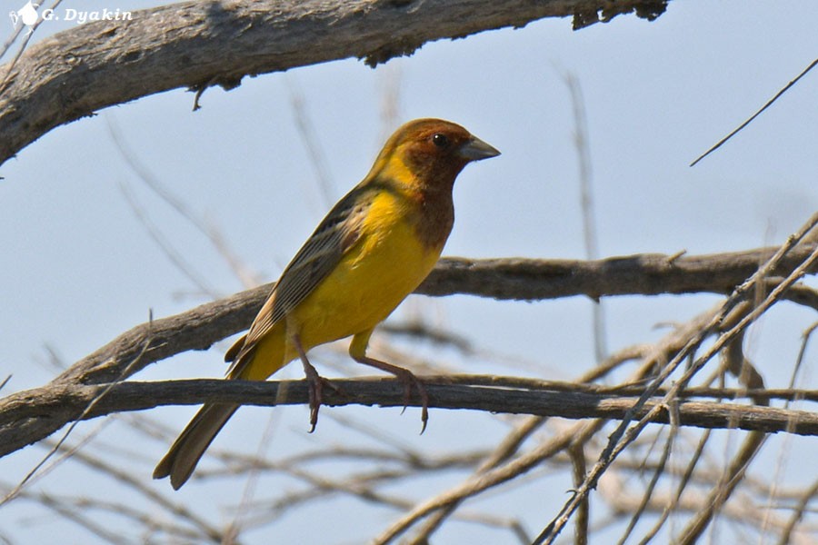 Red-headed Bunting - Gennadiy Dyakin