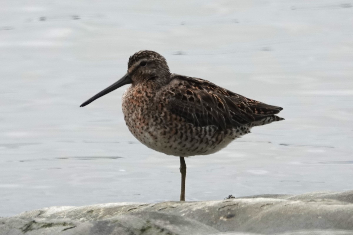 Willet - Dick Plambeck