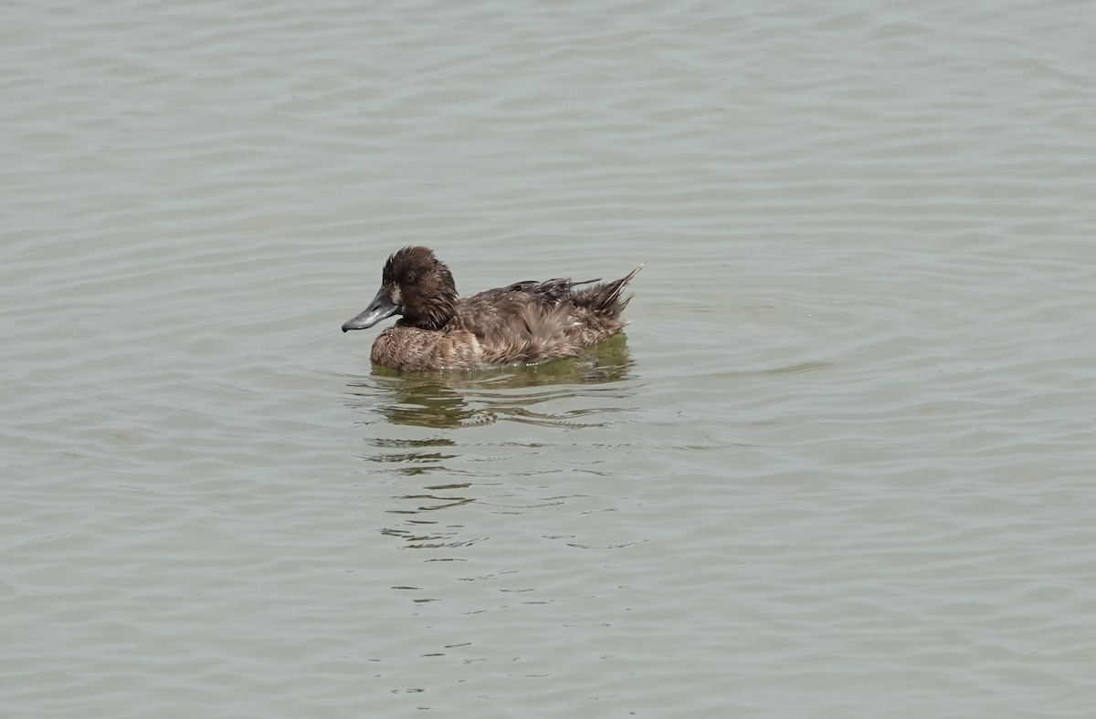 Greater Scaup - Lauren Stranahan