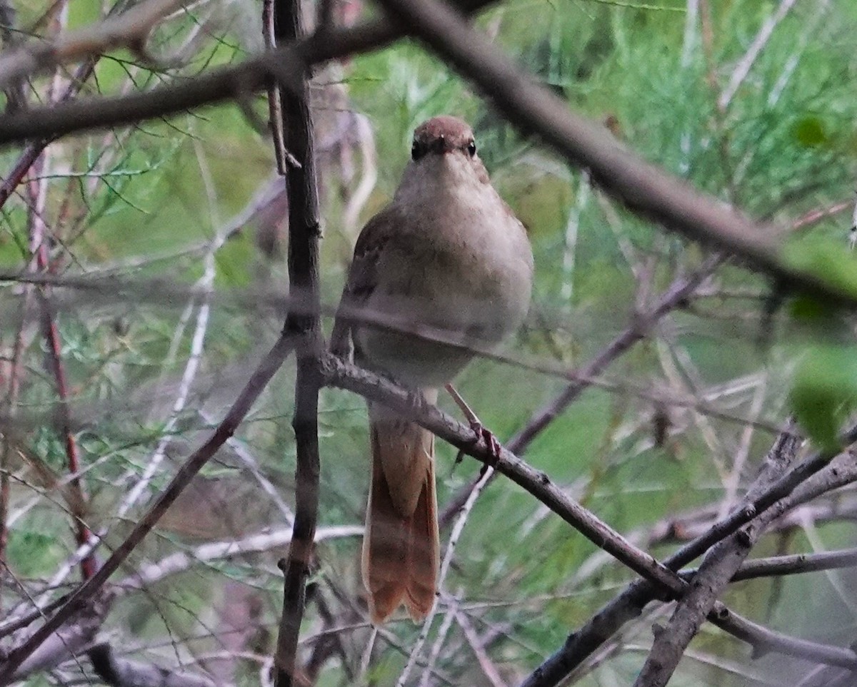 Common Nightingale - Edurne Ugarte