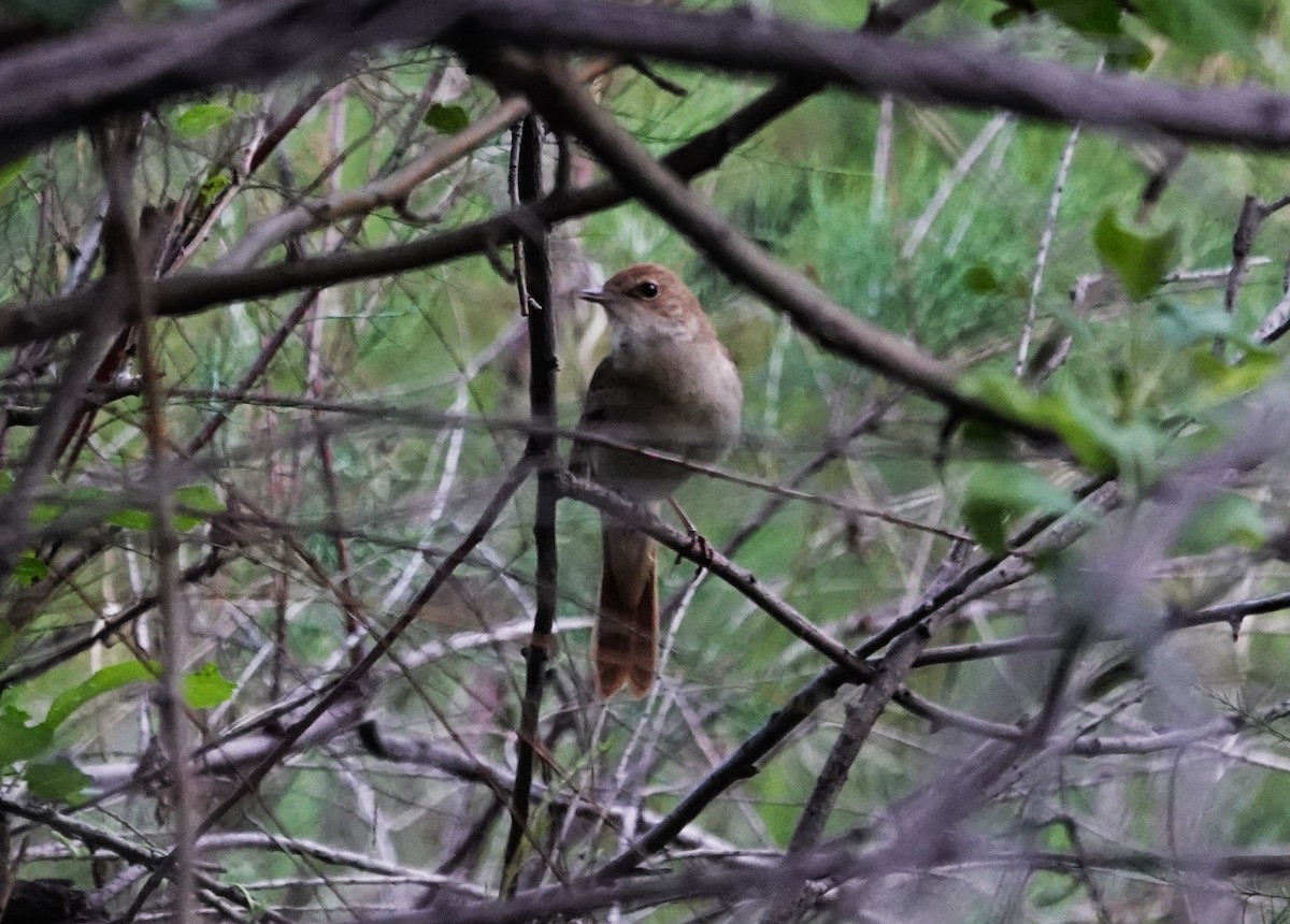 Common Nightingale - Edurne Ugarte