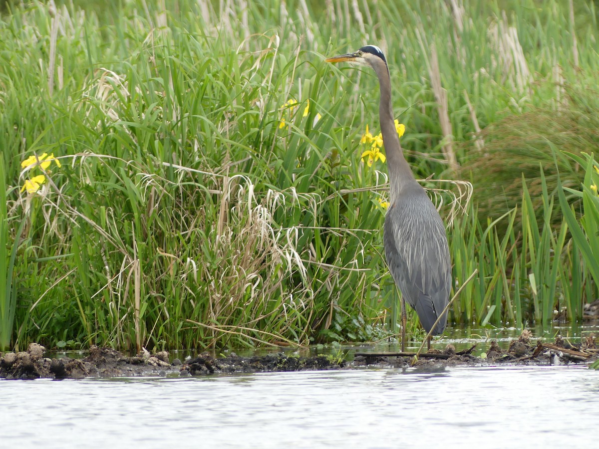 Great Blue Heron - Alan Yepez