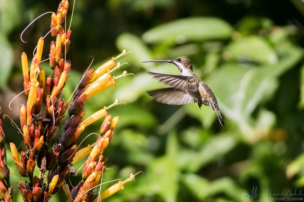 Long-billed Starthroat - Manuel de Jesus Hernandez Ancheita