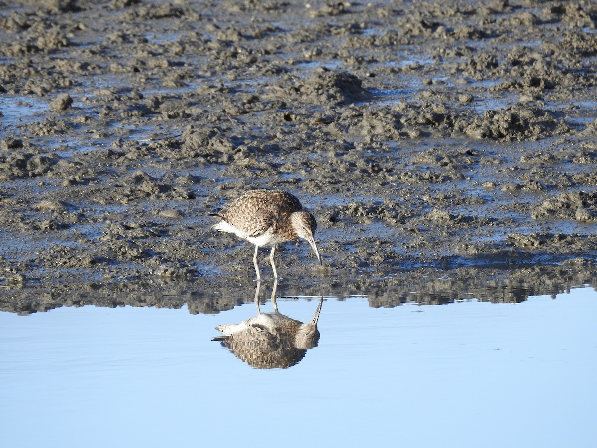 Willet (Eastern) - Laura Mae