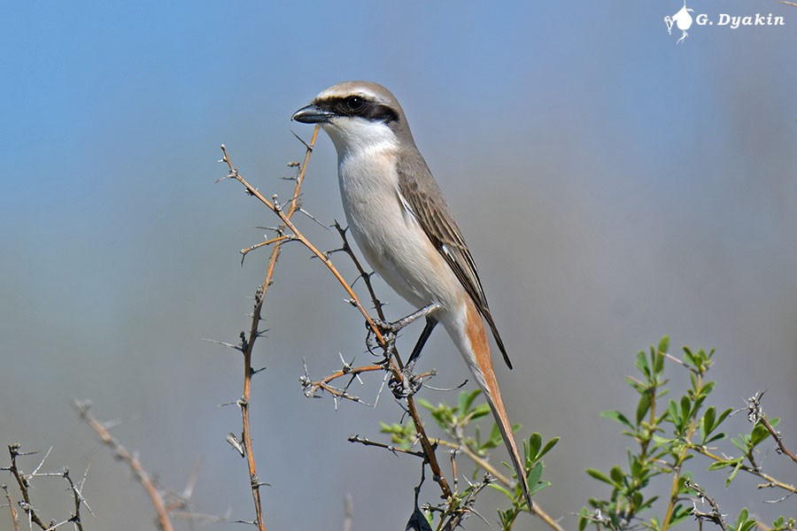 Red-tailed Shrike - Gennadiy Dyakin